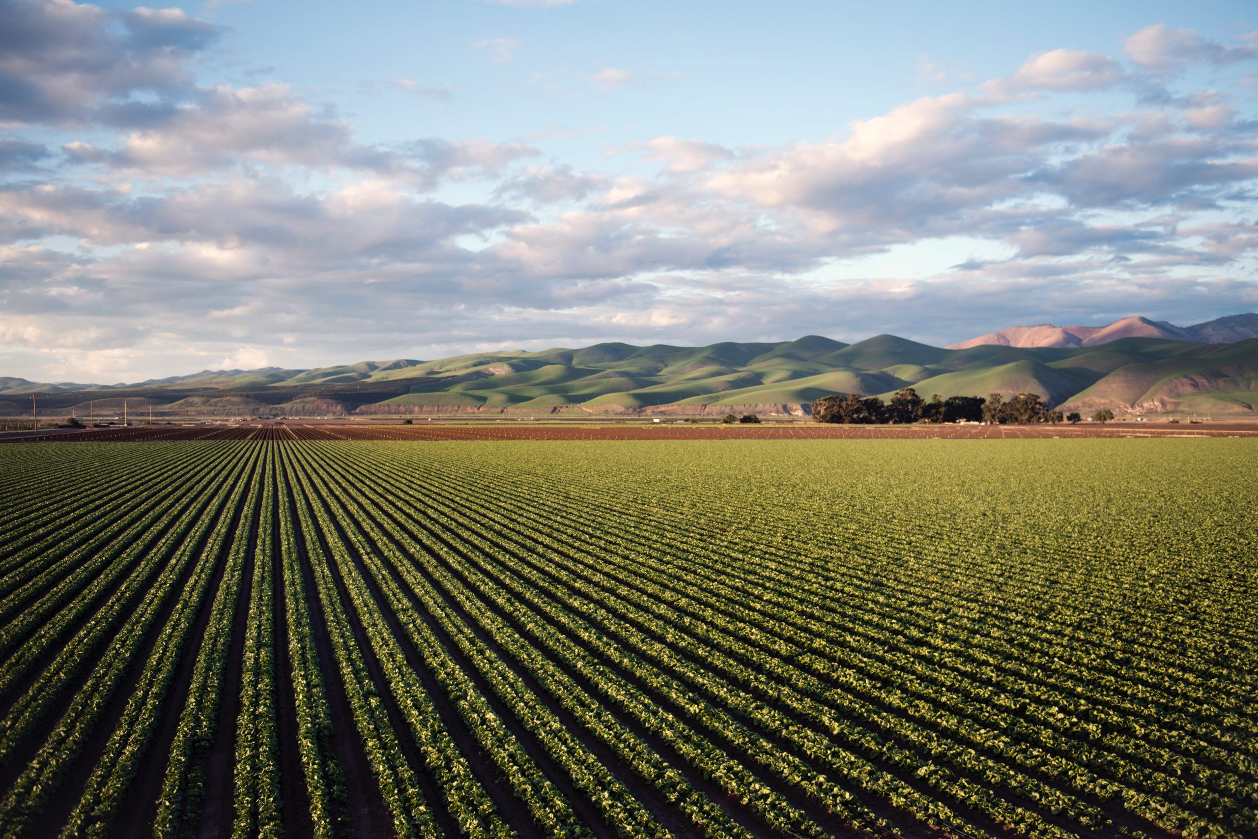 AGRICULTURE